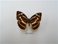 藏品(瑙蛺蝶)的圖片